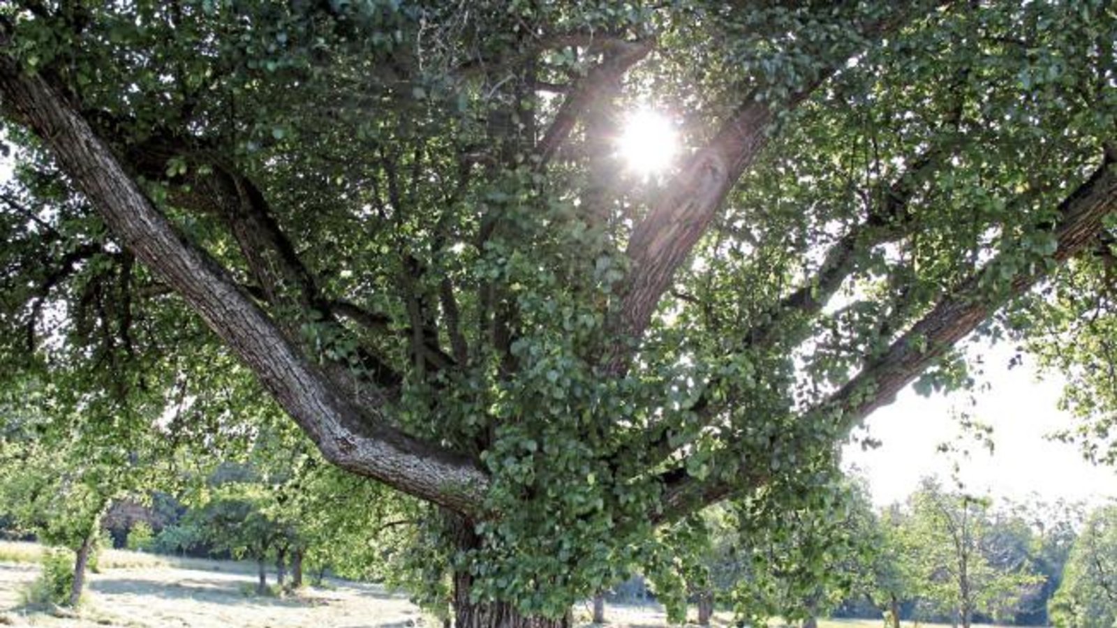 Die Sonne linst bei Hochdorf durchs Geäst.  Foto: Romanowski