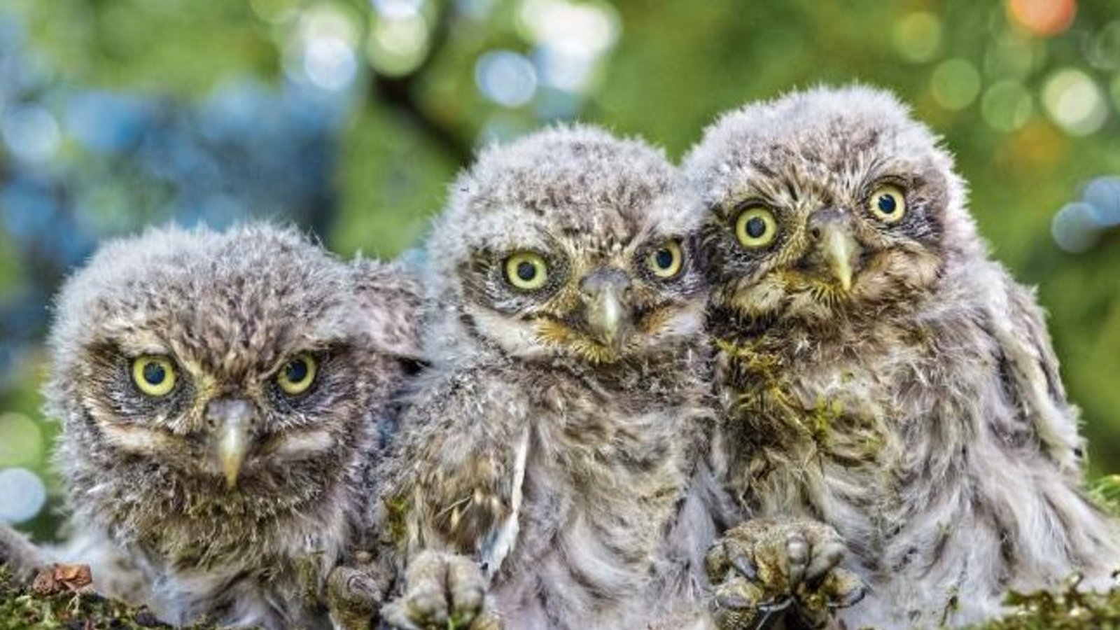 Diese Jungvögel haben die Beringung bereits hinter sich. Fotos: p Diese Jungvögel haben die Beringung bereits hinter sich. Fotos: p