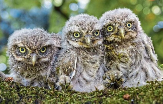 Diese Jungvögel haben die Beringung bereits hinter sich.  Fotos: p