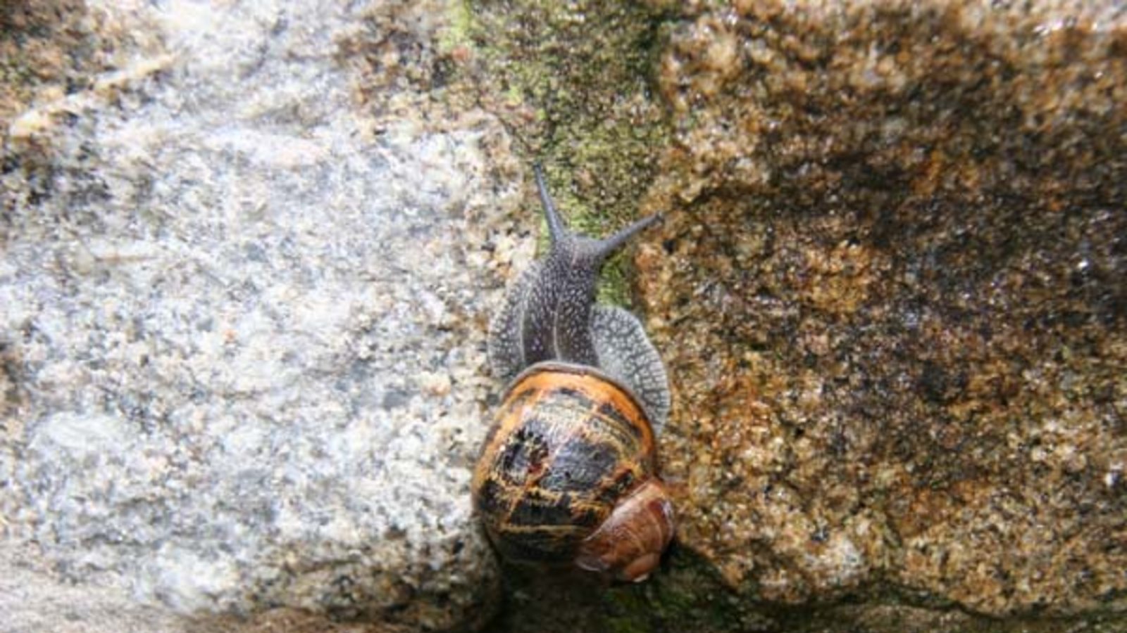 Die Gefleckte Weinbergschnecke und ein Tigerschnegel. Fotos: Elsässer/Rücker