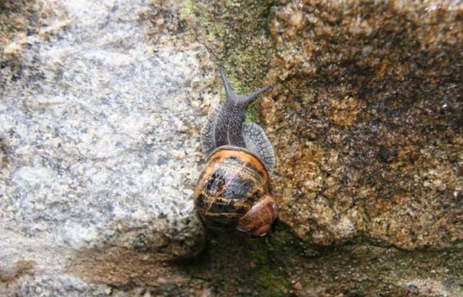 Die Gefleckte Weinbergschnecke und ein Tigerschnegel. Fotos: Elsässer/Rücker