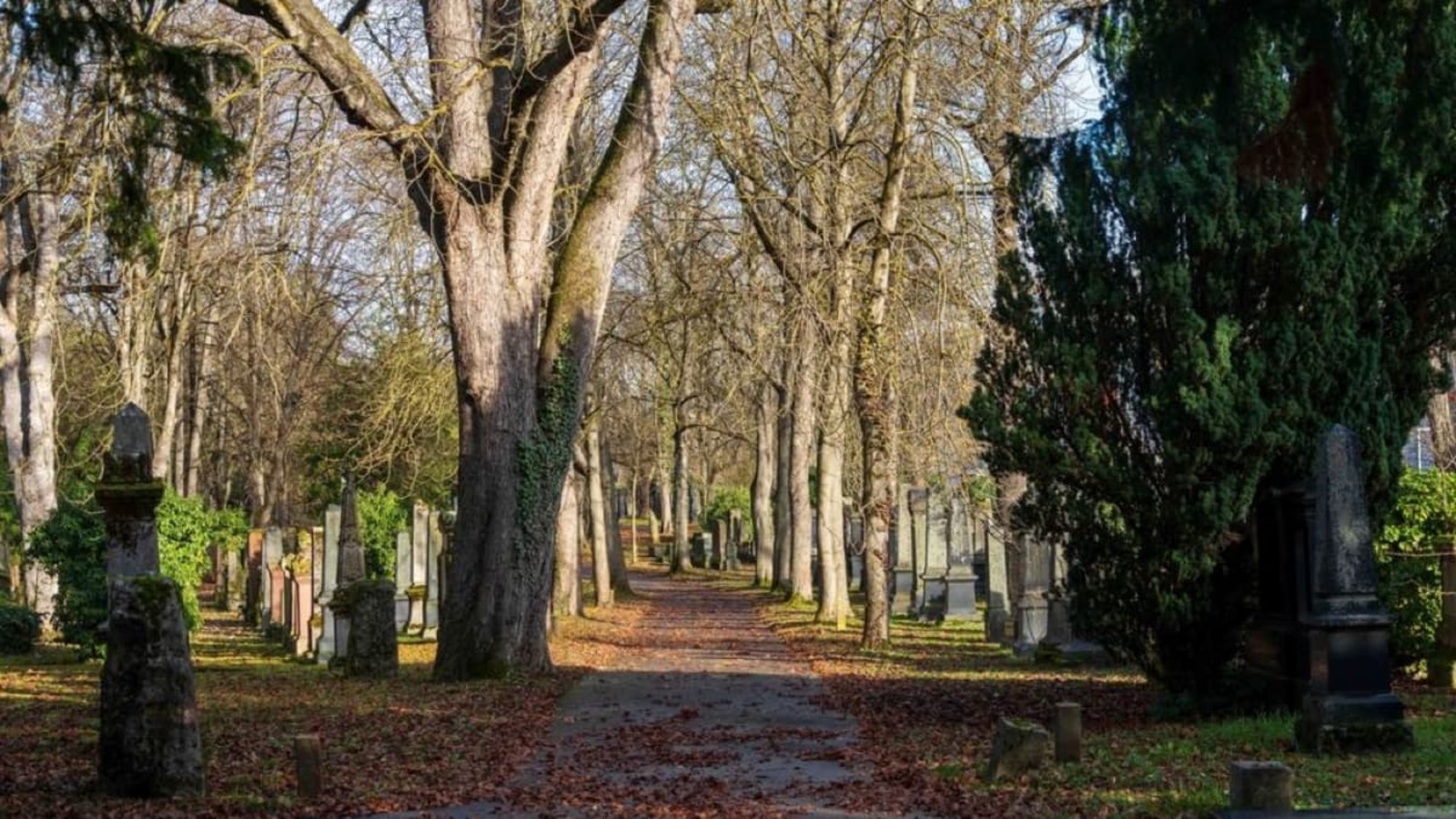 In der Hitze ein kühler Ort: der Pragfriedhof Stuttgart (Archivbild).Zack Frank/ Shutterstock