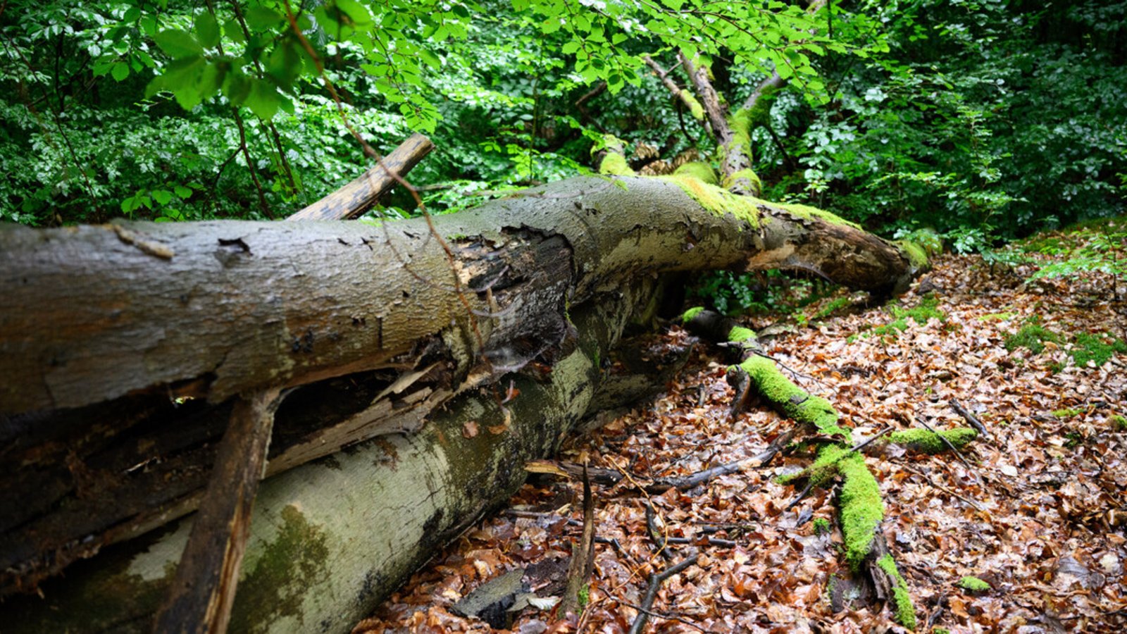 Das Umstürzen von Bäumen ist laut Gesetz eine „wald-typische Gefahr“ (Symbolbild). Wer in den Wald geht, muss darauf gefasst sein, dass etwas passieren kann.Foto: Bernd von Jutrczenka Das Umstürzen von Bäumen ist laut Gesetz eine „wald-typische Gefahr“ (Symbolbild). Wer in den Wald geht, muss darauf gefasst sein, dass etwas passieren kann.Foto: Bernd von Jutrczenka