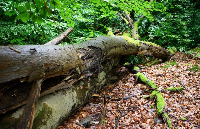 Das Umstürzen von Bäumen ist laut Gesetz eine „wald-typische Gefahr“ (Symbolbild). Wer in den Wald geht, muss darauf gefasst sein, dass etwas passieren kann.<span class='image-autor'>Foto: Bernd von Jutrczenka</span>