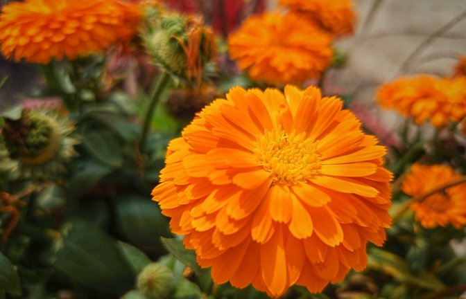 Die Ringelblume ist eine der Geburtsblumen des Oktobers.<span class='image-autor'>Foto: Majeda bagum / shutterstock.com</span>