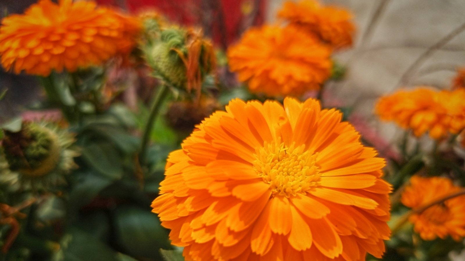 Die Ringelblume ist eine der Geburtsblumen des Oktobers.Foto: Majeda bagum / shutterstock.com
