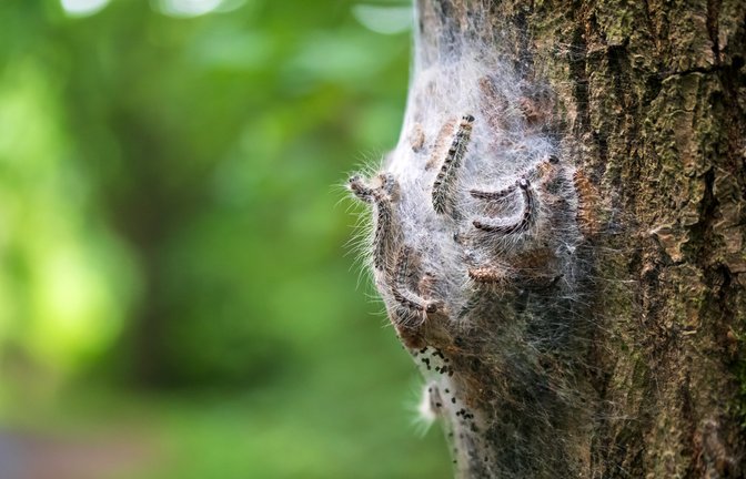 So sieht das Nest der Tiere aus.<span class='image-autor'>Foto: JD Fotografiert / shutterstock.com</span>