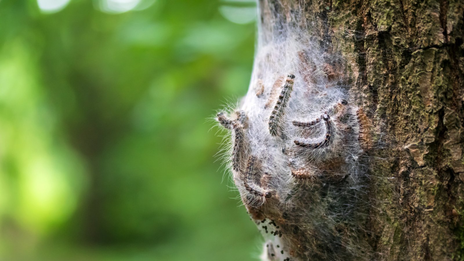 So sieht das Nest der Tiere aus.Foto: JD Fotografiert / shutterstock.com So sieht das Nest der Tiere aus.Foto: JD Fotografiert / shutterstock.com