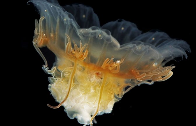 Das Bild zeigt eine Scyphozoan Cyanea capillata, die auch als «Feuerqualle» bekannt ist. Im Gegensatz zu vielen anderen Meeresbewohnern gehören Quallen zu den Gewinnern des Klimawandels.<span class='image-autor'>Foto:  Joan J. Soto-Angel/Alfred-Wegener-Institut/dpa</span>