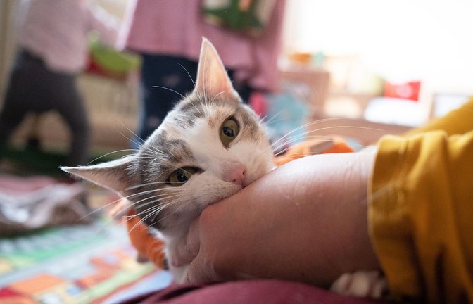 Permethrin-haltige Zeckenmittel können für Katzen schwere oder gar tödliche Vergiftungen zur Folge haben.<span class='image-autor'>Foto: Sebastian Gollnow/dpa</span>