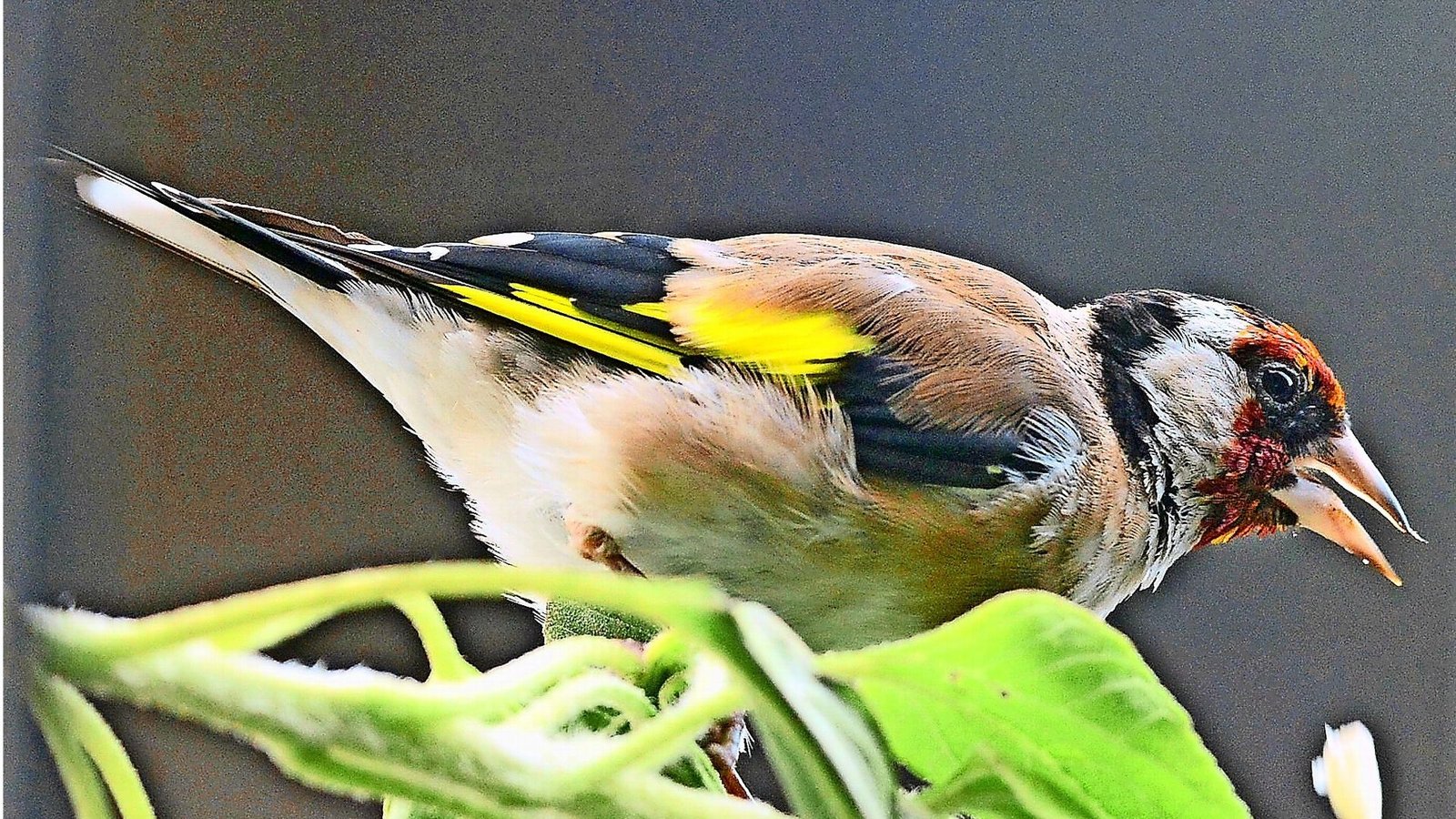 Stieglitz (Carduelis carduelis).Foto: dpa Stieglitz (Carduelis carduelis).Foto: dpa