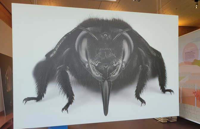 Auge in Auge mit dem Insekt – das klappt bei der Ausstellung im Naturparkzentrum.  <span class='image-autor'>Foto: p</span>
