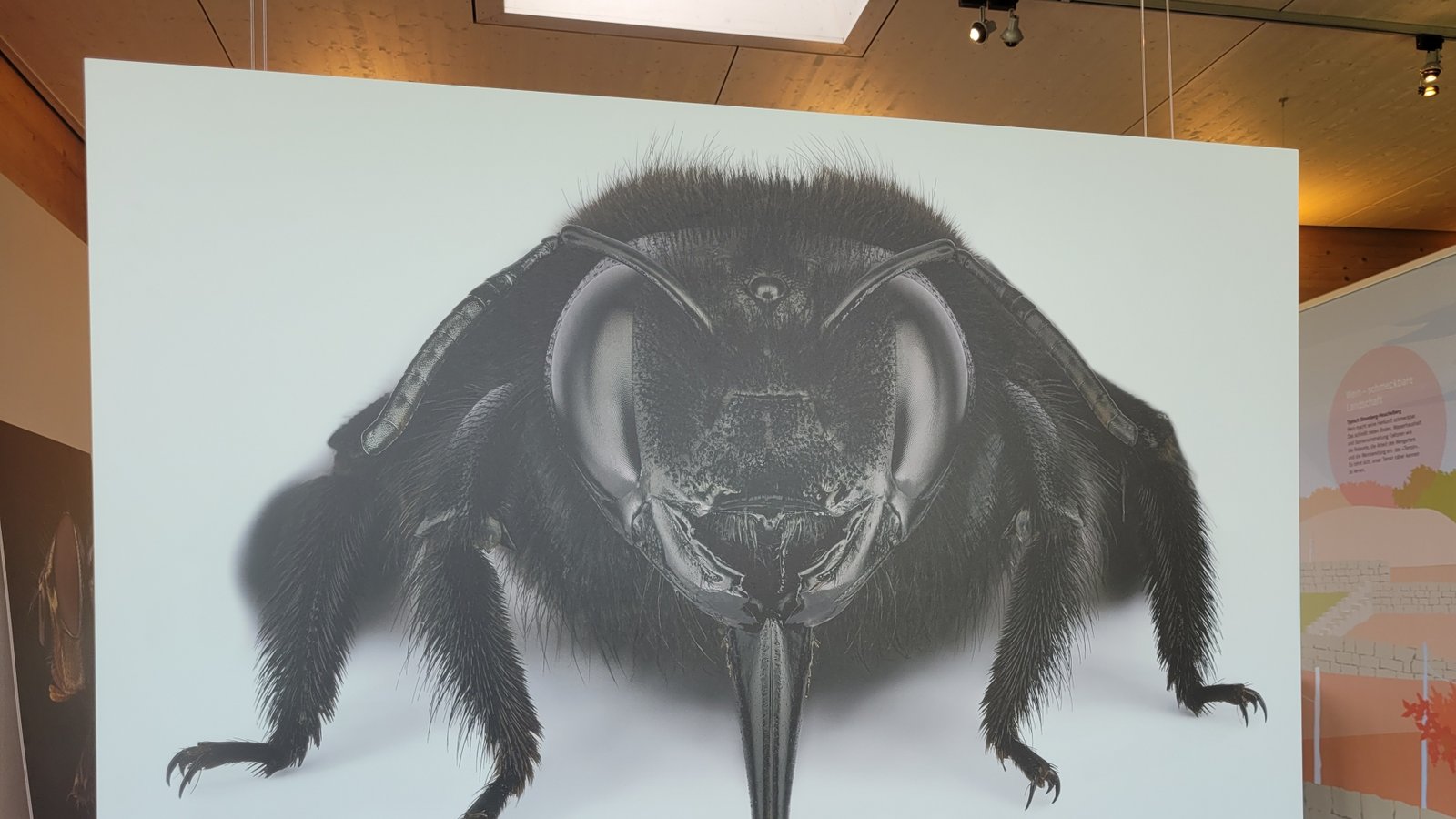 Auge in Auge mit dem Insekt – das klappt bei der Ausstellung im Naturparkzentrum.  Foto: p