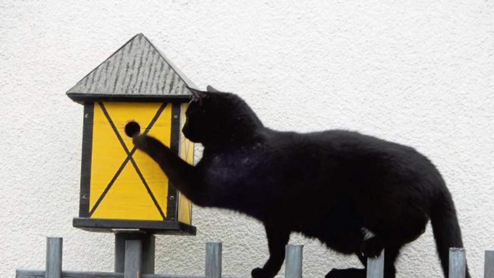 Nachbars Kater beim Wildern! Da muss dringend ein Schutz her, denn die Meisen haben den Nistkasten schon entdeckt. Foto: Arning