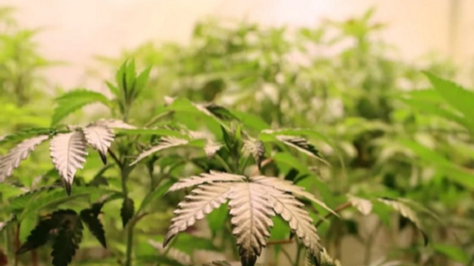 Eine Indoorplantage mit 64 Cannabispflanzen wurde ausgehoben.  Foto: ZFA Frankfurt