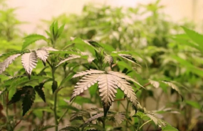 Eine Indoorplantage mit 64 Cannabispflanzen wurde ausgehoben.  <span class='image-autor'>Foto: ZFA Frankfurt</span>