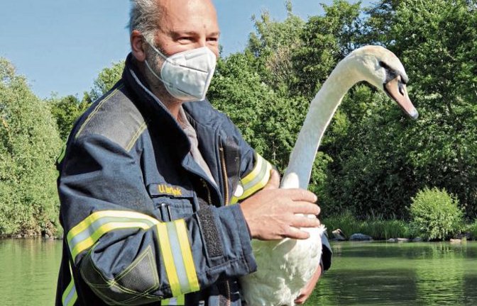 „Am Samstagmorgen um 8.17 Uhr wurden wir an den Ensinger See gerufen“, berichtet Thomas Korz, Kommandant der Freiwilligen Feuerwehr Vaihingen. Ein Schwan habe sich in einer Notlage befunden, weil er sich in einer Angelschnur verfangen hatte. Korz: „Mit einem Boot haben wir versucht, den Schwan einzufangen. Der Schwan zeigte sich sehr kooperativ und kam fast schon ‚freiwillig‘ zu uns. Er ließ sich einfangen und war ganz geduldig, wir konnten ihn von der Angelschnur, die sich um seinen Flügel geschnürt hat entfernen und ihn wieder in die Freiheit entlassen.“ Vermutlich derselbe Schwan zeigte seine ganze Pracht wenige Tage zuvor, wie auf Seite 14 zu sehen ist.  Foto: p