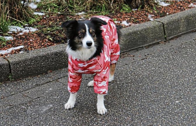 Getreu der Weisheit „es gibt kein schlechtes Wetter, es gibt nur falsche Kleidung“ ist Hündin Joy unterwegs.  Foto: Rücker