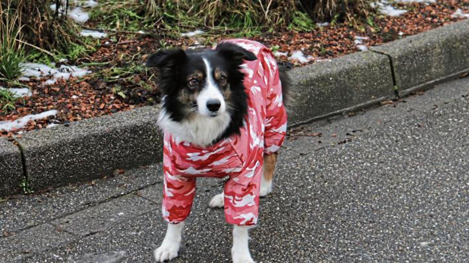 Getreu der Weisheit „es gibt kein schlechtes Wetter, es gibt nur falsche Kleidung“ ist Hündin Joy unterwegs. Foto: Rücker Getreu der Weisheit „es gibt kein schlechtes Wetter, es gibt nur falsche Kleidung“ ist Hündin Joy unterwegs. Foto: Rücker