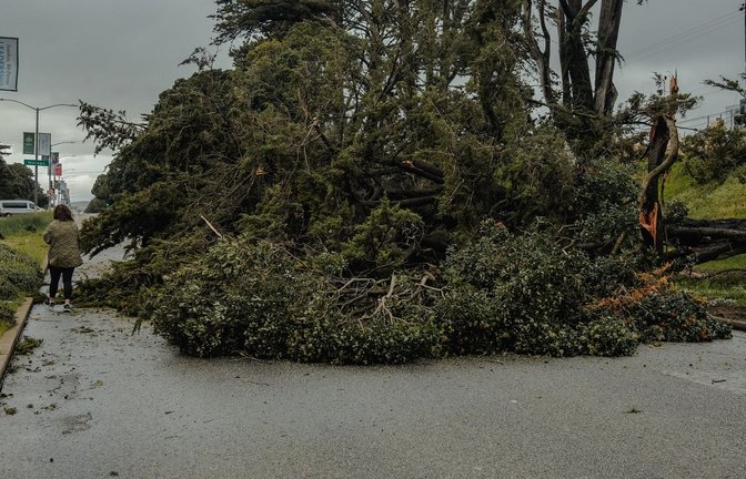 In San Francisco sind laut Behörden über 700 Bäume umgestürzt oder beschädigt worden.<span class='image-autor'>Foto: Chin Hei Leung/SOPA Images via ZUMA Press Wire/dpa</span>