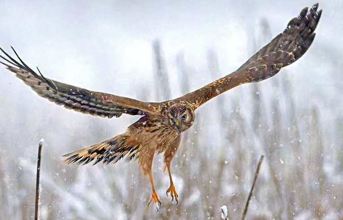Kornweihen bewegen sie sich meist in geringer Höhe, um mithilfe ihrer scharfen Augen  und ihres Hörsinns den Boden nach ihrer Leibspeise abzusuchen: Wühlmäuse.<span class='image-autor'>Foto: Nabu/Klaus Mendla</span>