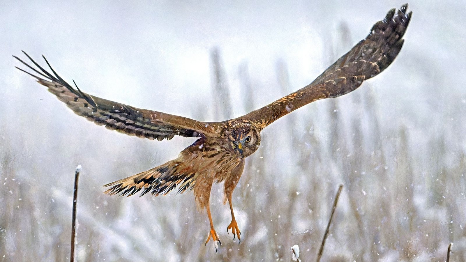 Kornweihen bewegen sie sich meist in geringer Höhe, um mithilfe ihrer scharfen Augen  und ihres Hörsinns den Boden nach ihrer Leibspeise abzusuchen: Wühlmäuse.Foto: Nabu/Klaus Mendla