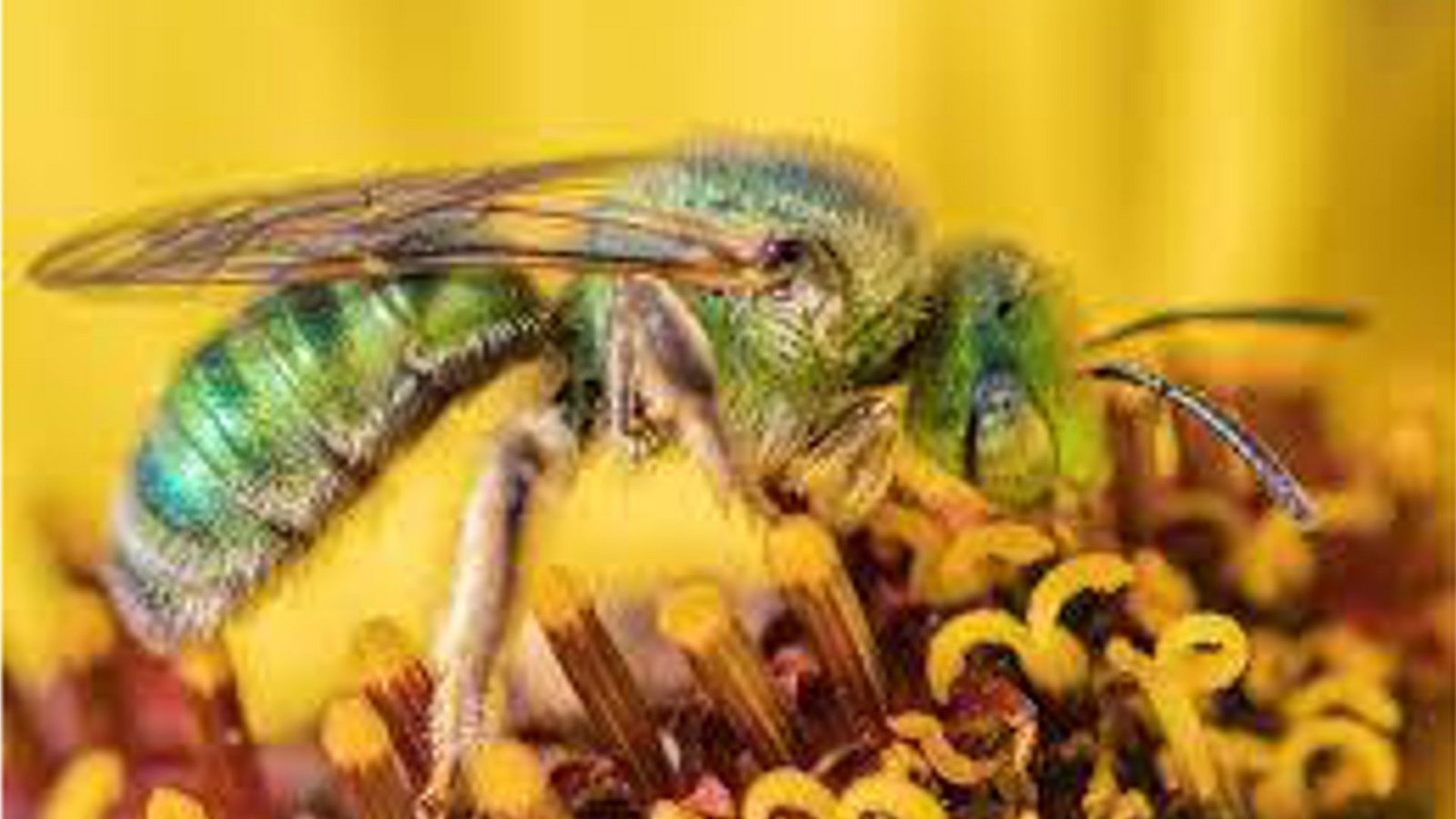 Strukturfarben verleihen der Wildbiene Agapostemon subtilior ihre schimmernde Färbung.Foto: © Jeremiah Bender/Biology Letters