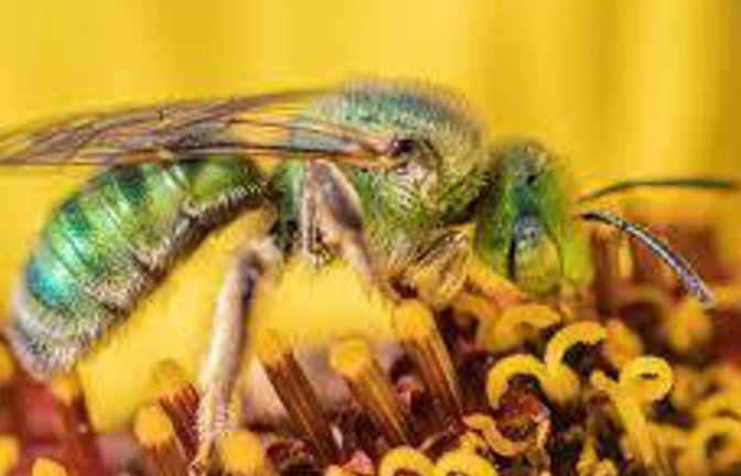 Strukturfarben verleihen der Wildbiene Agapostemon subtilior ihre schimmernde Färbung.<span class='image-autor'>Foto: © Jeremiah Bender/Biology Letters</span>
