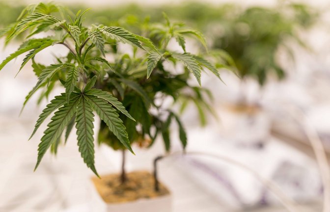 Beim Anbau von Cannabis gibt es einiges zu beachten.<span class='image-autor'>Foto: IMAGO/USA TODAY Network/IMAGO/GABY VELASQUEZ/ EL PASO TIMES</span>