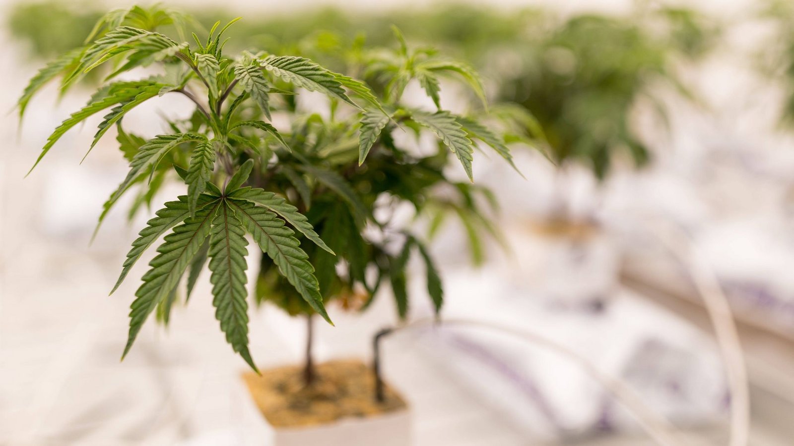 Beim Anbau von Cannabis gibt es einiges zu beachten.Foto: IMAGO/USA TODAY Network/IMAGO/GABY VELASQUEZ/ EL PASO TIMES Beim Anbau von Cannabis gibt es einiges zu beachten.Foto: IMAGO/USA TODAY Network/IMAGO/GABY VELASQUEZ/ EL PASO TIMES