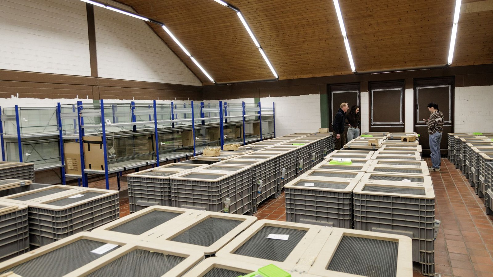 In Großboxen werden im NRW-Artenschutzzentrum in Metelen rund 160 Feldhamster für die Zucht gehalten.Foto: David Ebener/dpa