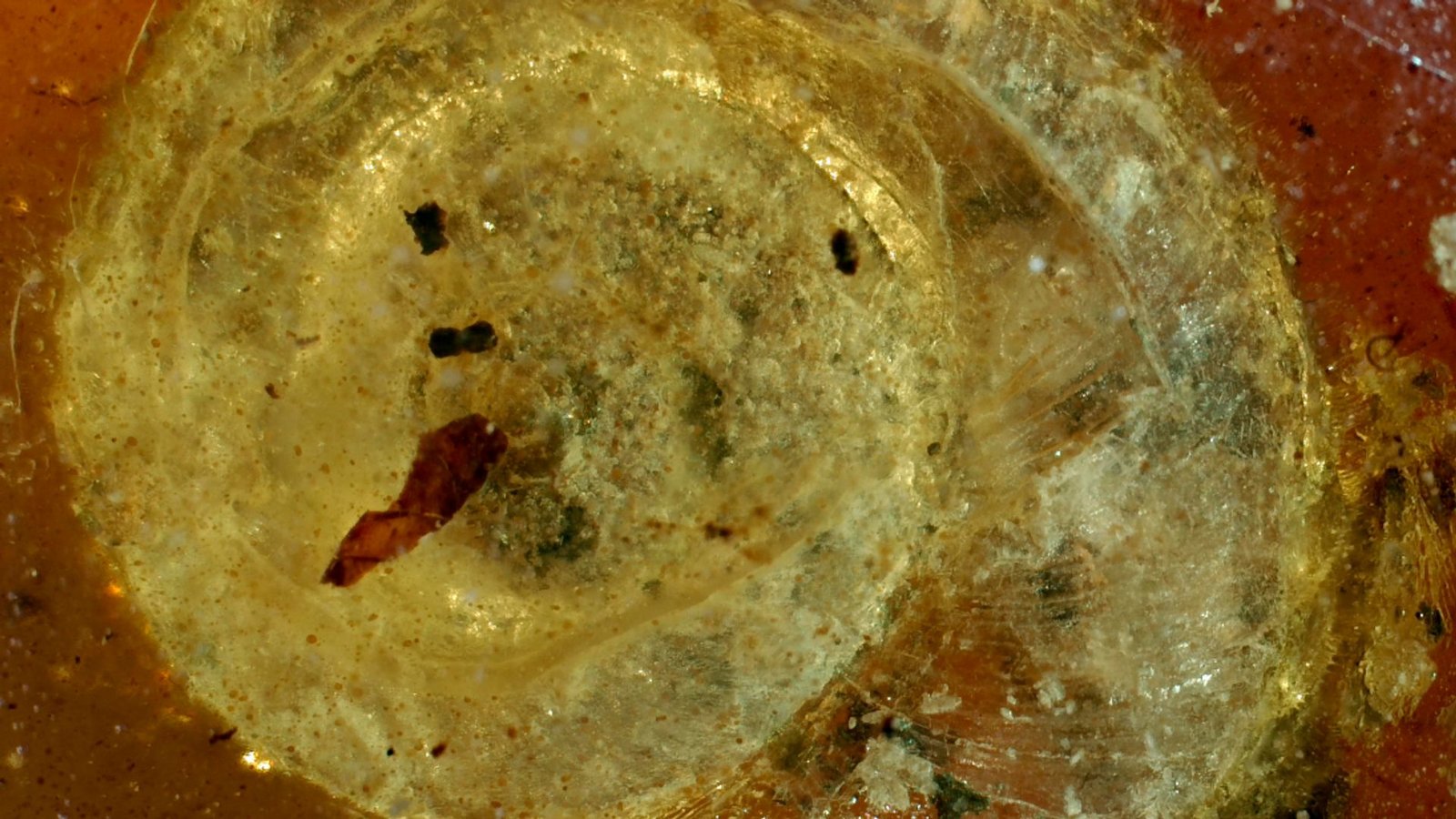 Die fossile Schnecke wurde auf den Namen "Archaeocyclotus brevivillosus" getauft. Besonders auffällig ist ihr mit kurzen und borstigen Haaren bedecktes Haus.Foto: -/Naturhistorisches Museum Colmar/dpa