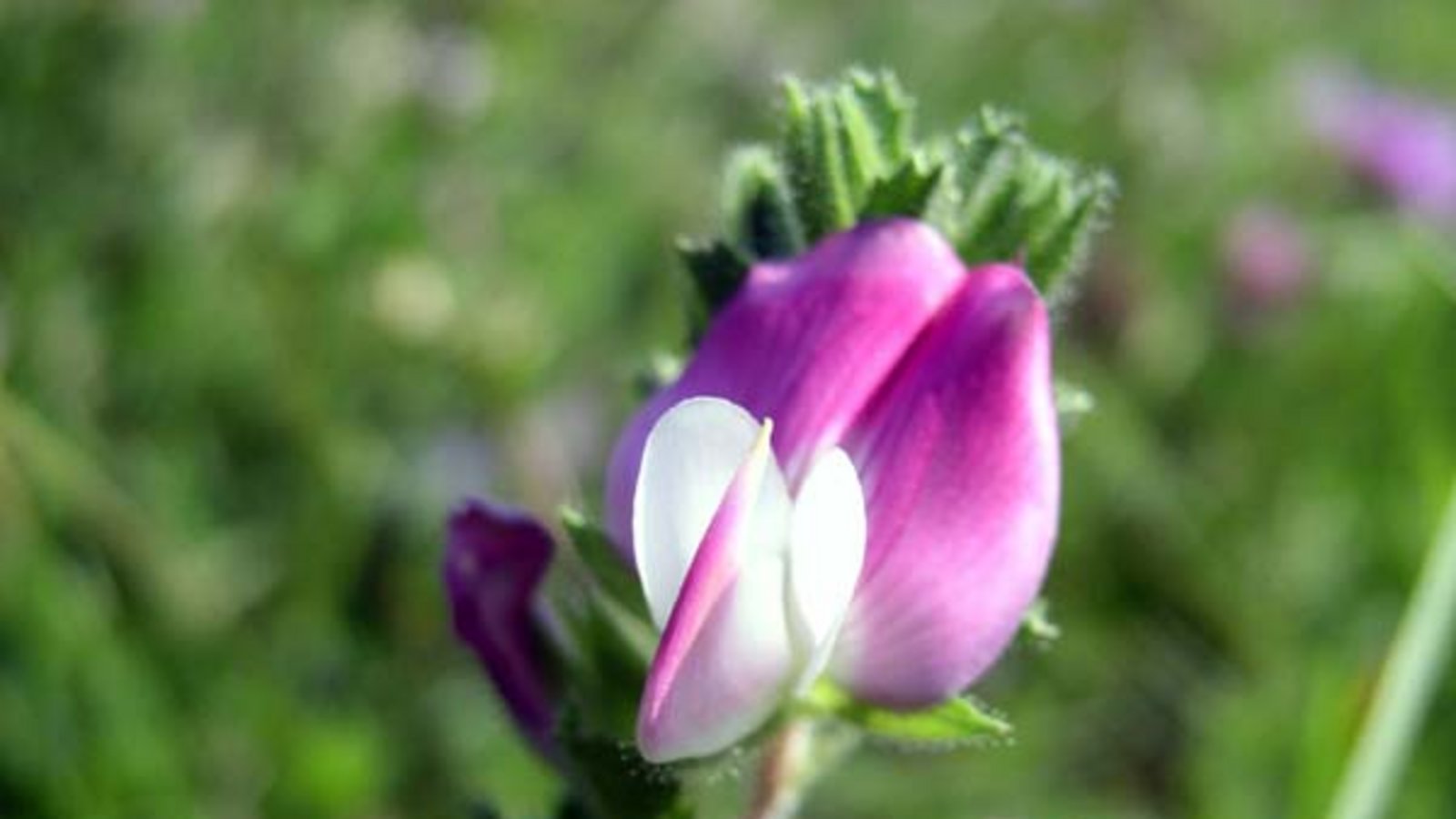 Typisch Schmetterlingsblüte bei der Hauhechel. Foto: Rücker