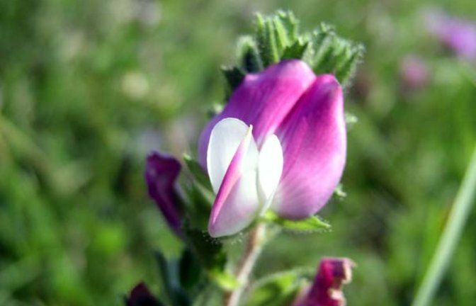 Typisch Schmetterlingsblüte bei der Hauhechel. Foto: Rücker