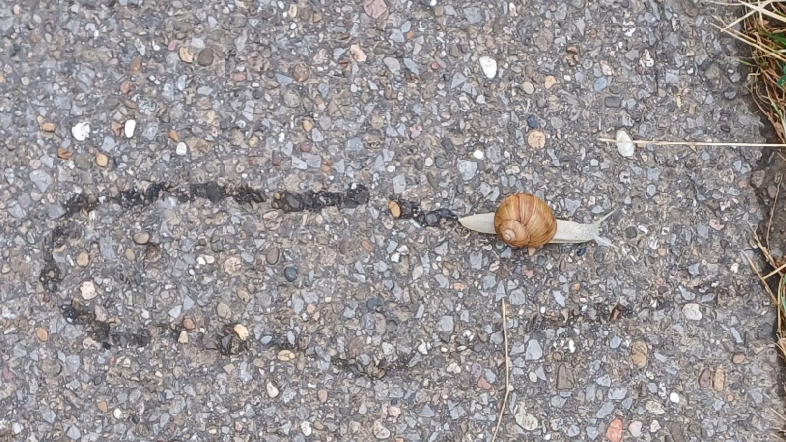 Kehrtwende einer Auricher Schnecke.  Foto: Rücker