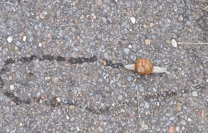 Kehrtwende einer Auricher Schnecke.  <span class='image-autor'>Foto: Rücker</span>