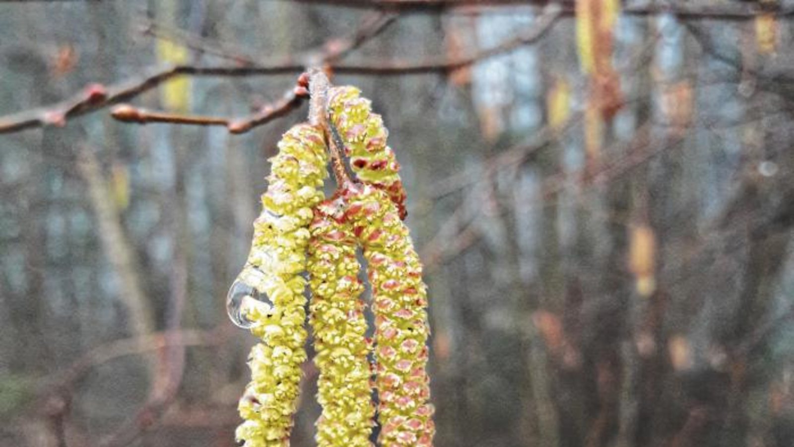 Allergiker aufgepasst: Die Pollen kommen. Den Auftakt macht die Hasel.  Foto: Rücker