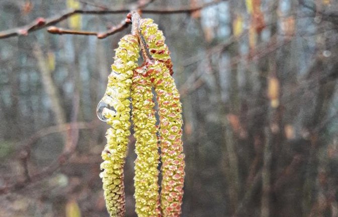 Allergiker aufgepasst: Die Pollen kommen. Den Auftakt macht die Hasel.  Foto: Rücker