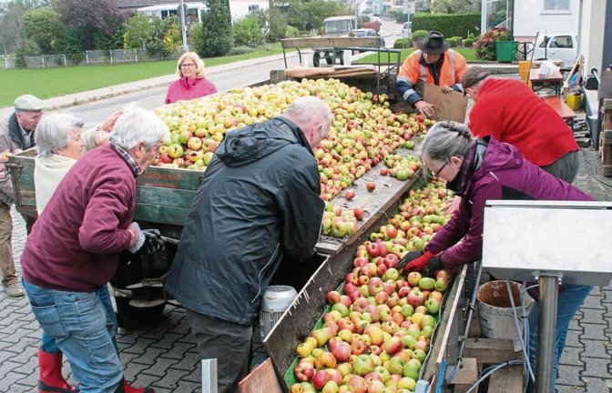 Frische Ware für das Ensinger Streuobstschorle. Am Samstag war Annahmetag in Sersheim. Fotos: Arning