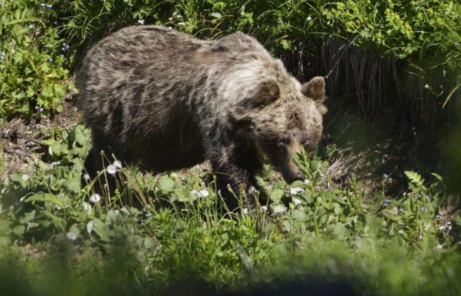 In der Slowakei gibt es mehr als tausend frei lebende Braunbären. (Symbolbild)<span class='image-autor'>Milan Kapusta/tasr/dpa</span>