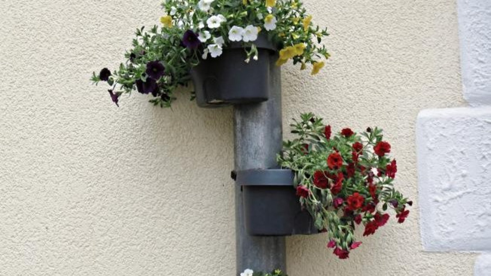 Ein Fallrohr als Schmuckstück. Gesehen in Vaihingen.  Foto: Rücker