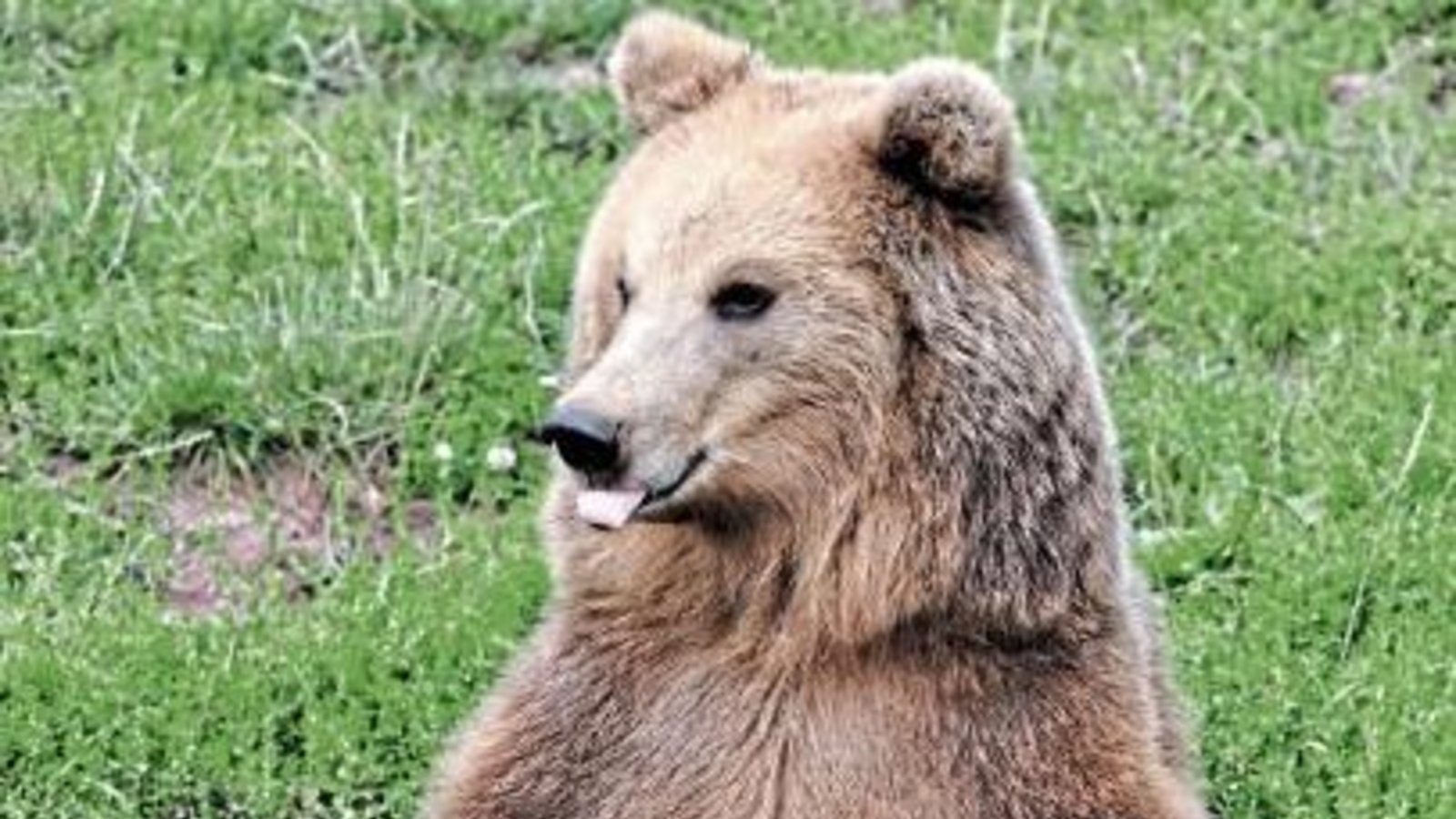 Das Wildparadies Tripsdrill muss heute wieder schließen. Foto: p Das Wildparadies Tripsdrill muss heute wieder schließen. Foto: p