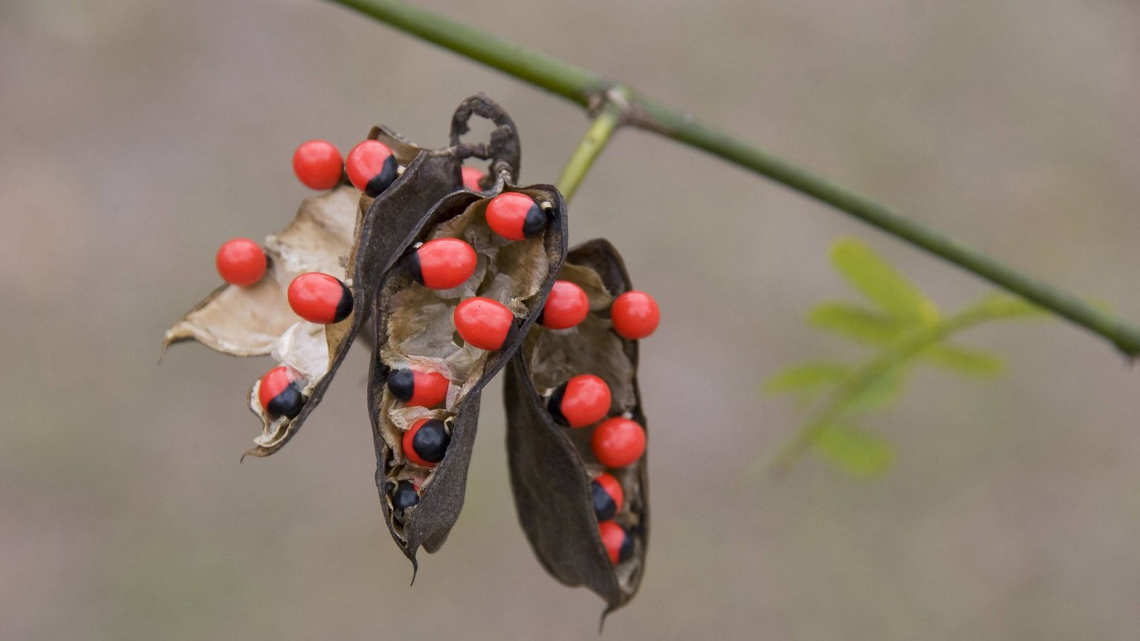 Paternostererbse (Abrus precatorius): In den gesamten Tropen ist diese aparte Pflanze verbreitet. Die rot-schwarzen Samen sind giftig, dennoch werden sie getrocknet als Halsschmuck verwendet. Wer darauf herumkaut, nimmt das Eiweiß Abrin zu sich, das zu den tödlichsten Giften gehört. Vergiftungen mit Abrin führen zu einem beschleunigten Pulsschlag, Koliken, Durchfall, Erbrechen und Tremor. Todesursache sind in der Regel Nieren-, Herzversagen und Atemlähmung.Foto: Imago/Imagebroker Paternostererbse (Abrus precatorius): In den gesamten Tropen ist diese aparte Pflanze verbreitet. Die rot-schwarzen Samen sind giftig, dennoch werden sie getrocknet als Halsschmuck verwendet. Wer darauf herumkaut, nimmt das Eiweiß Abrin zu sich, das zu den tödlichsten Giften gehört. Vergiftungen mit Abrin führen zu einem beschleunigten Pulsschlag, Koliken, Durchfall, Erbrechen und Tremor. Todesursache sind in der Regel Nieren-, Herzversagen und Atemlähmung.Foto: Imago/Imagebroker
