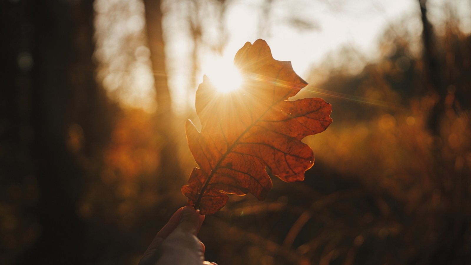 Wann ist der Sommer endlich vorbei?Foto: Bogdan Sonjachnyj/ Shutterstock Wann ist der Sommer endlich vorbei?Foto: Bogdan Sonjachnyj/ Shutterstock