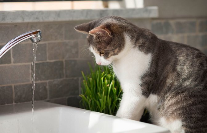 Anders als Hunde meiden Katzen den Kontakt mit Wasser. Warum sind Katzen wasserscheu? Die Gründe erfahren Sie hier.<span class='image-autor'>Foto: Stefano Garau / Shutterstock.com</span>
