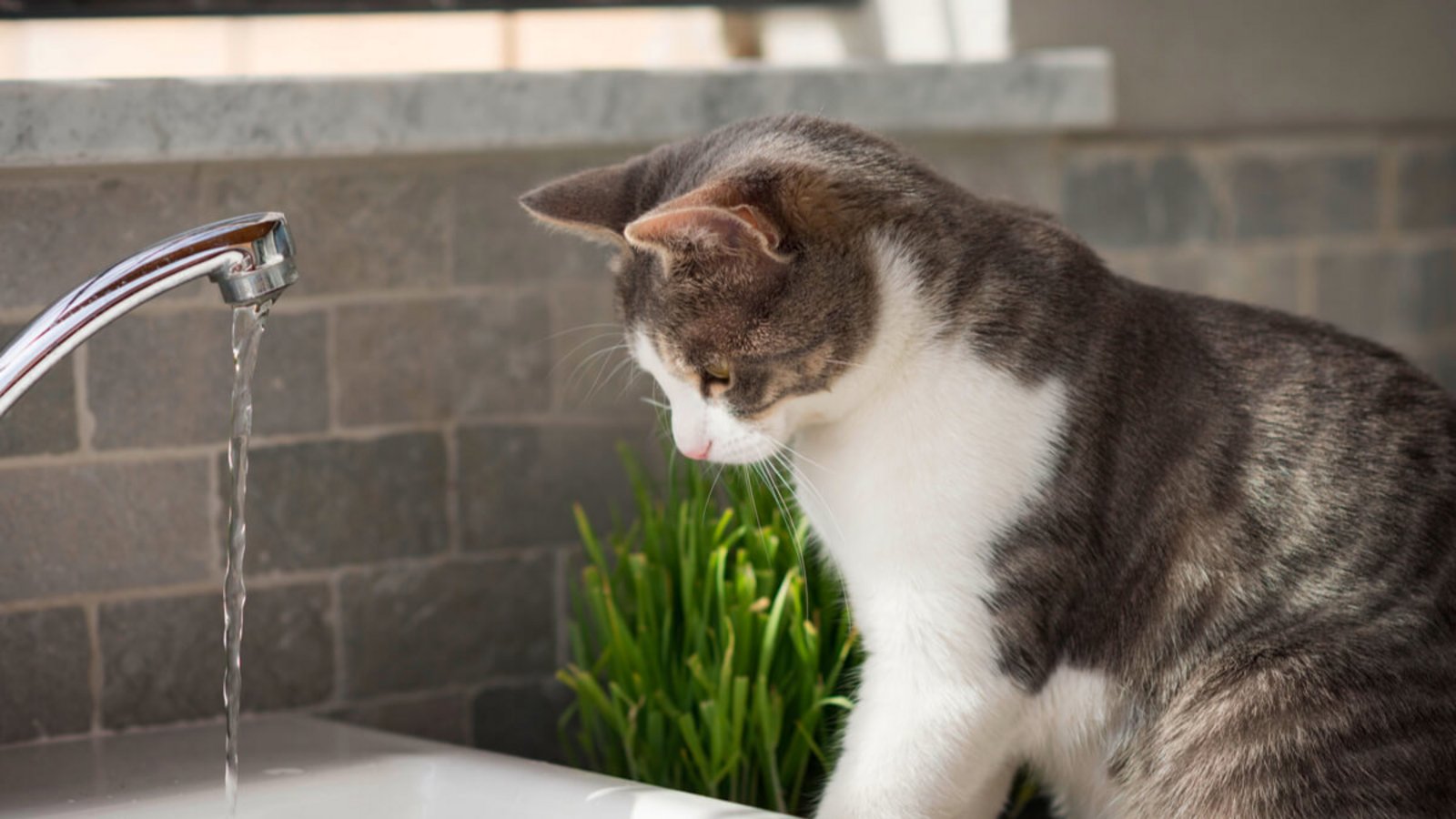 Anders als Hunde meiden Katzen den Kontakt mit Wasser. Warum sind Katzen wasserscheu? Die Gründe erfahren Sie hier.Foto: Stefano Garau / Shutterstock.com Anders als Hunde meiden Katzen den Kontakt mit Wasser. Warum sind Katzen wasserscheu? Die Gründe erfahren Sie hier.Foto: Stefano Garau / Shutterstock.com