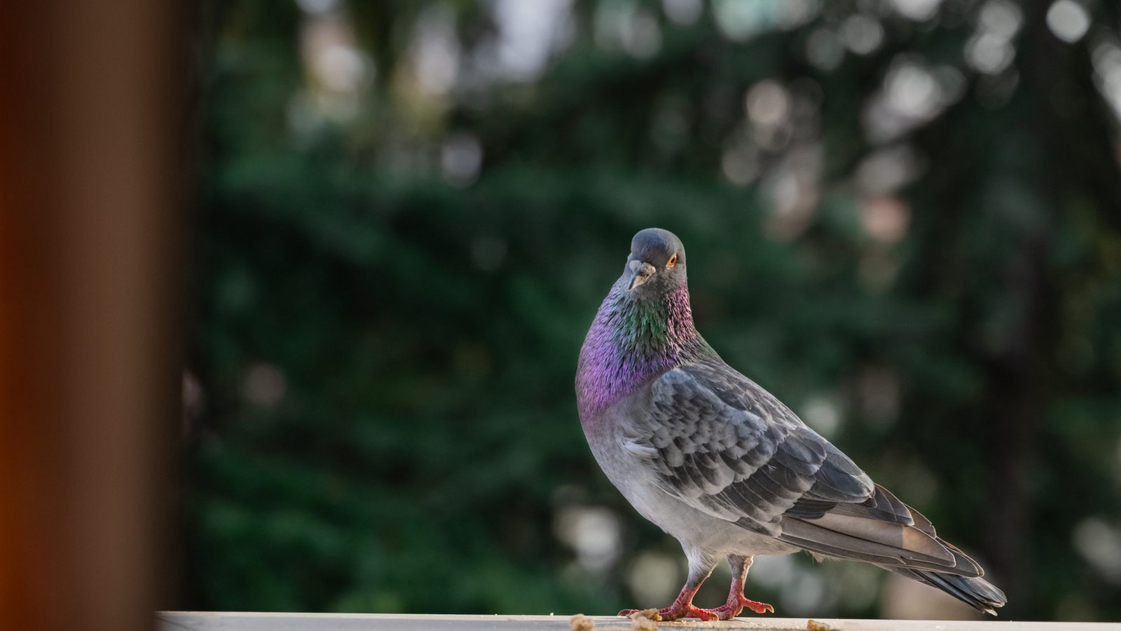 Lästig: Tauben auf dem Balkon oder der Terrasse.Foto: StanPhH / shutterstock.com