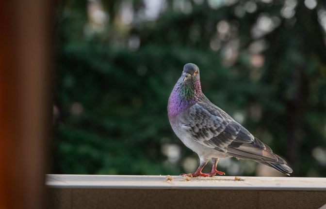 Lästig: Tauben auf dem Balkon oder der Terrasse.<span class='image-autor'>Foto: StanPhH / shutterstock.com</span>
