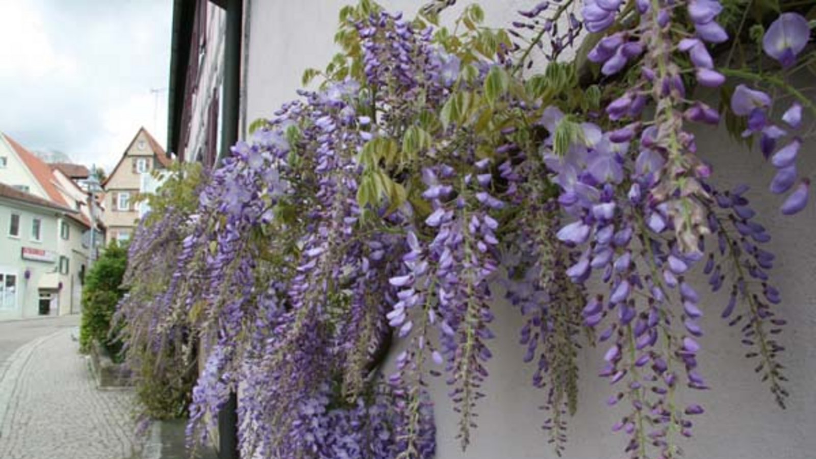 Zum Weinen schön, dieser Blauregen in Vaihingen. Foto: Rücker Zum Weinen schön, dieser Blauregen in Vaihingen. Foto: Rücker
