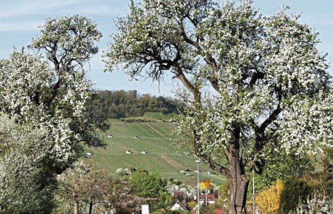 Unser Leser Werner Scheytt hat diesen malerischen Anblick am Ortseingang von Ensingen von Illingen her kommend mit der Linse gebannt.